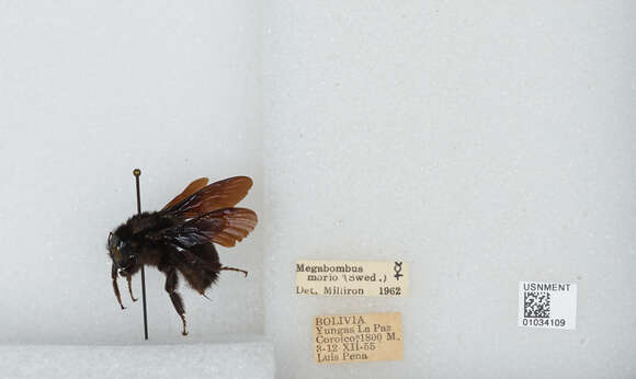 Image of Bombus morio (Swederus 1787)