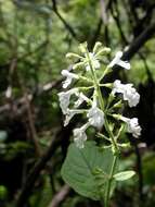 Phyllostegia electra C. N. Forbes resmi