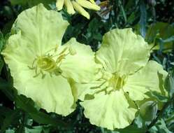 Imagem de Oenothera hartwegii subsp. pubescens (A. Gray) W. L. Wagner & Hoch