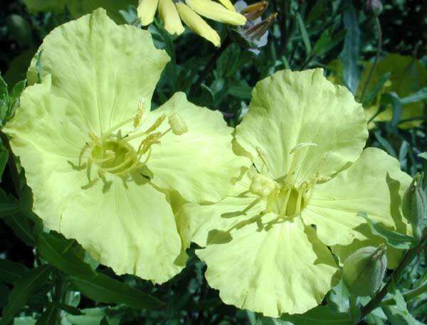 Imagem de Oenothera hartwegii subsp. pubescens (A. Gray) W. L. Wagner & Hoch