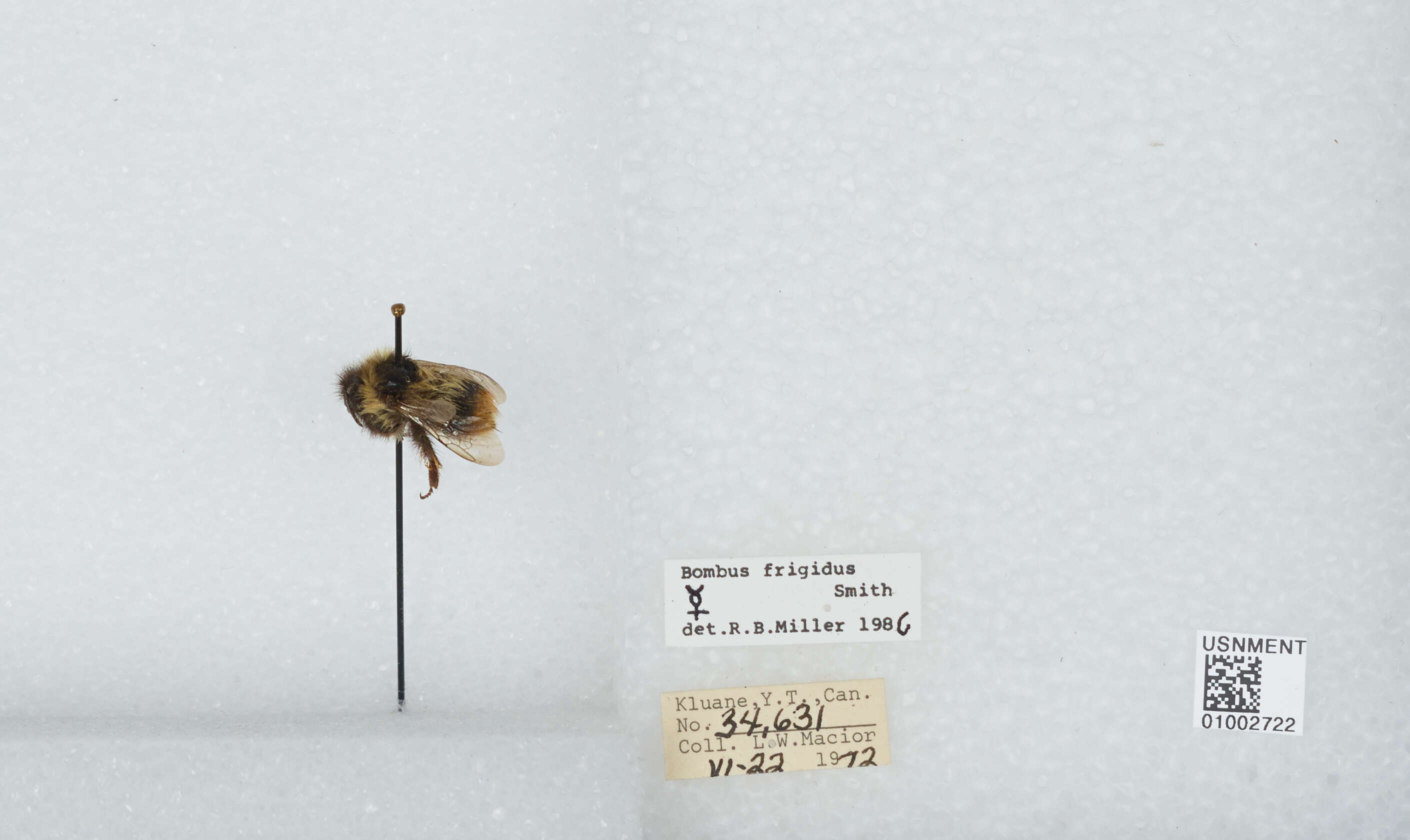 Image of Frigid Bumble Bee