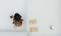 Image of Bombus coccineus Friese 1903