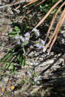 Image of Florida Elephant's-foot