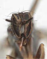 Image of Rhamphomyia scaura Bartak 2002