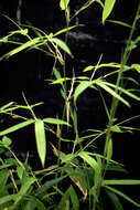 Image of arrow bamboo