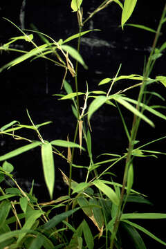 Image of arrow bamboo