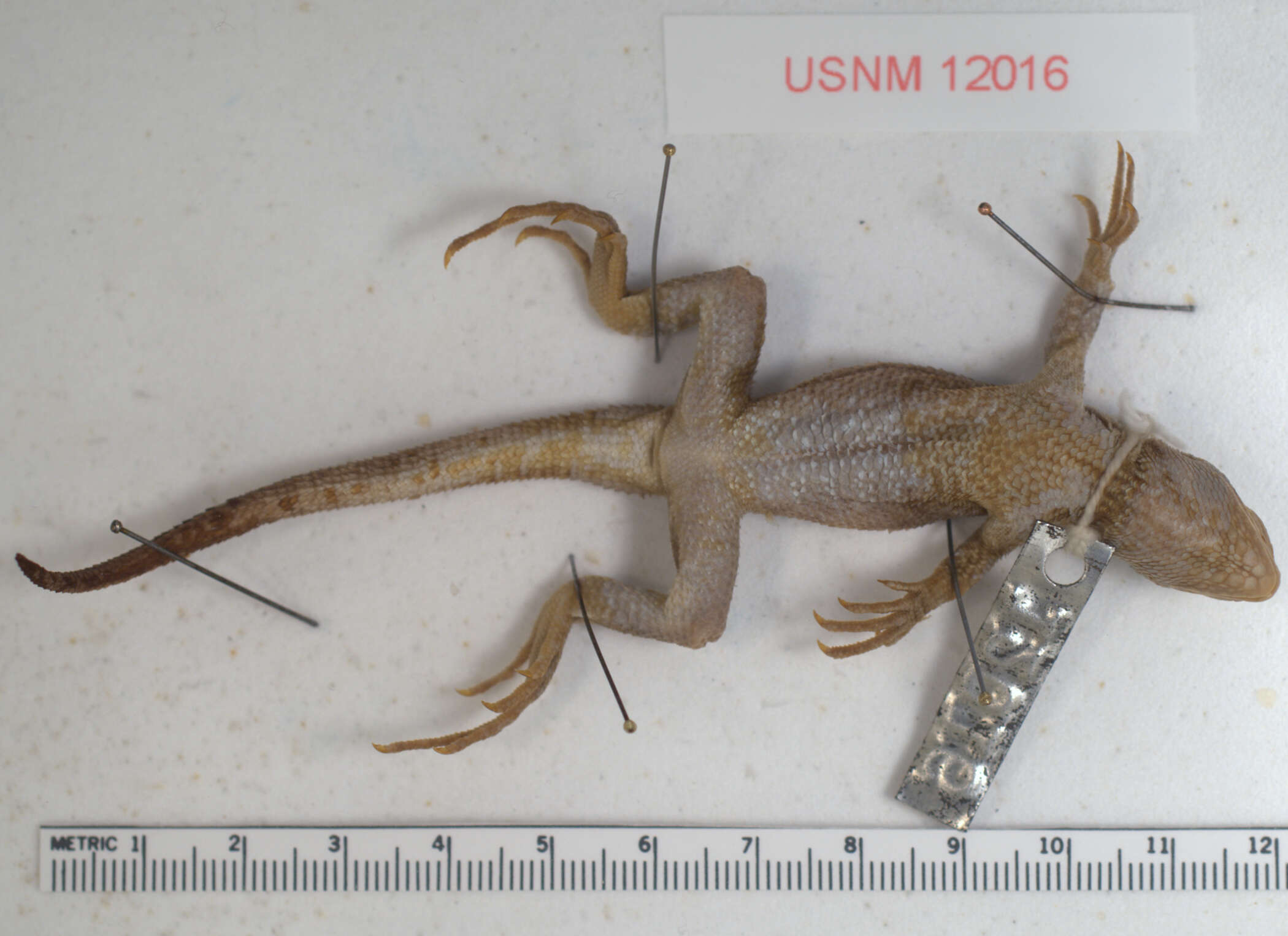 Image of Navassa Curlytail Lizard