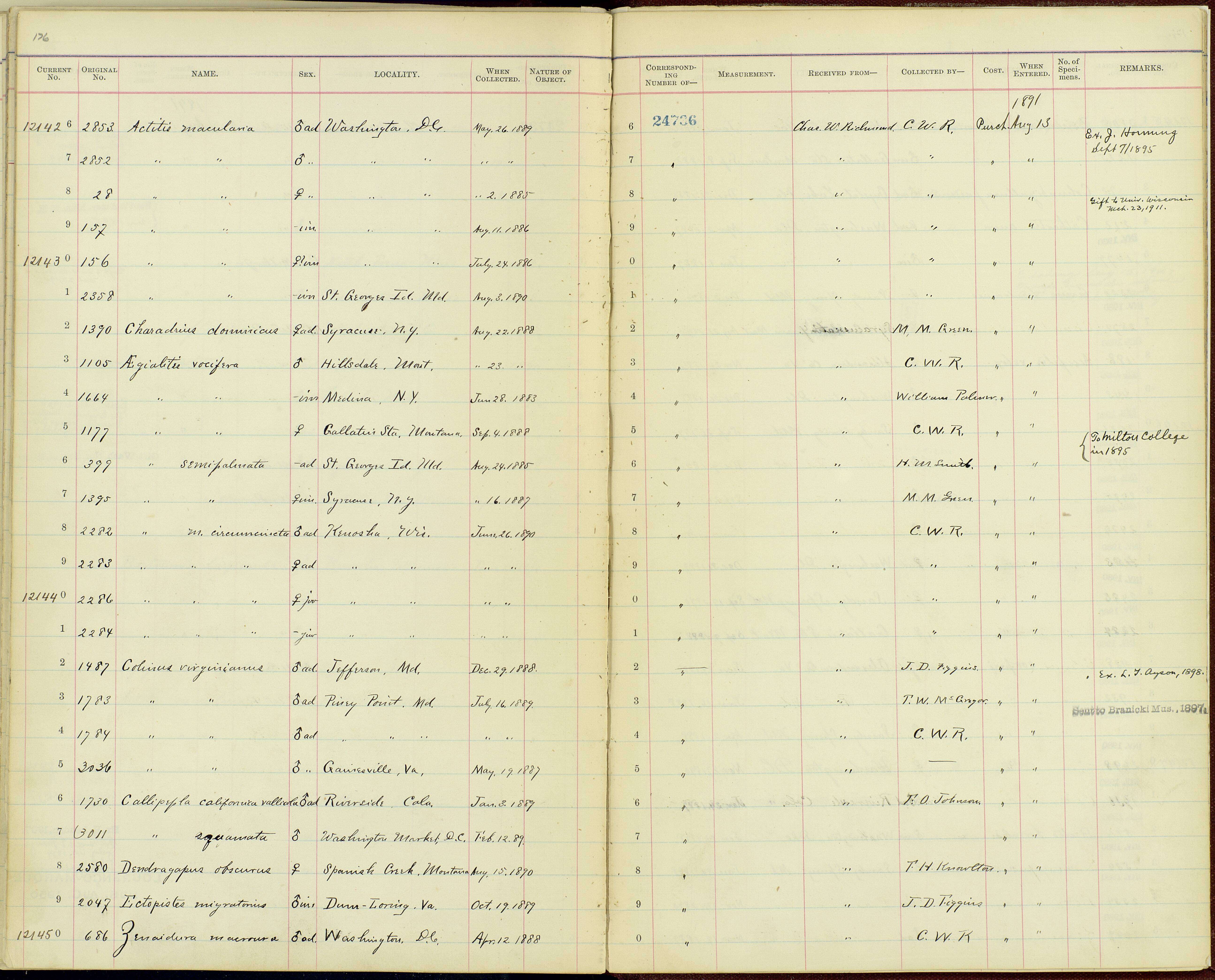 Sivun Ectopistes Swainson 1827 kuva