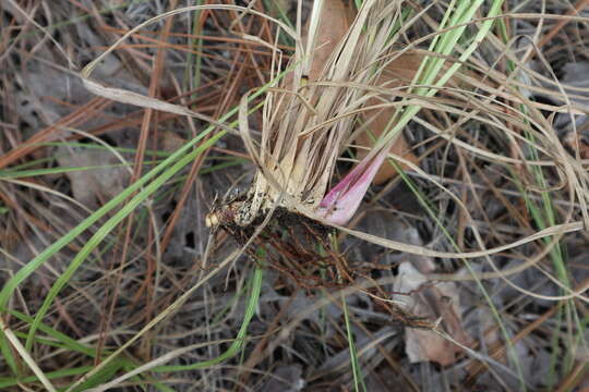 Image of Bahia grass