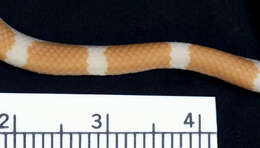 Image of Blanford's Bridal Snake