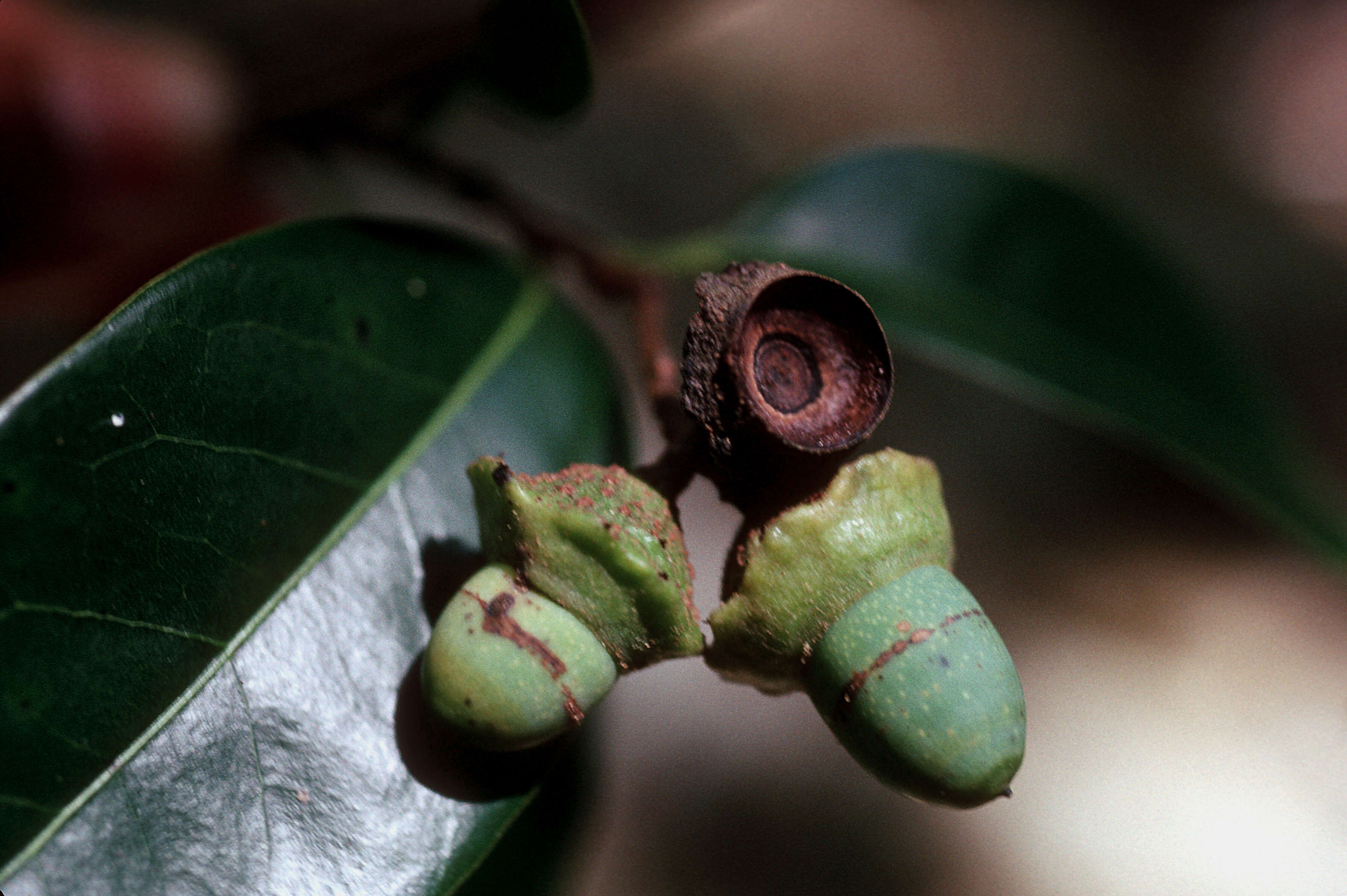 Image of pepperleaf sweetwood