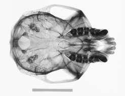 Image of Colobus guereza occidentalis (de Rochebrune 1887)