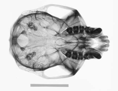 Image of Colobus guereza occidentalis (de Rochebrune 1887)