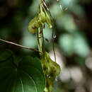 Image of Dioscorea cyphocarpa C. B. Rob. ex Knuth