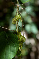 Imagem de Dioscorea cyphocarpa C. B. Rob. ex Knuth