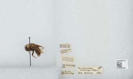 Imagem de Bombus bellicosus Smith 1879