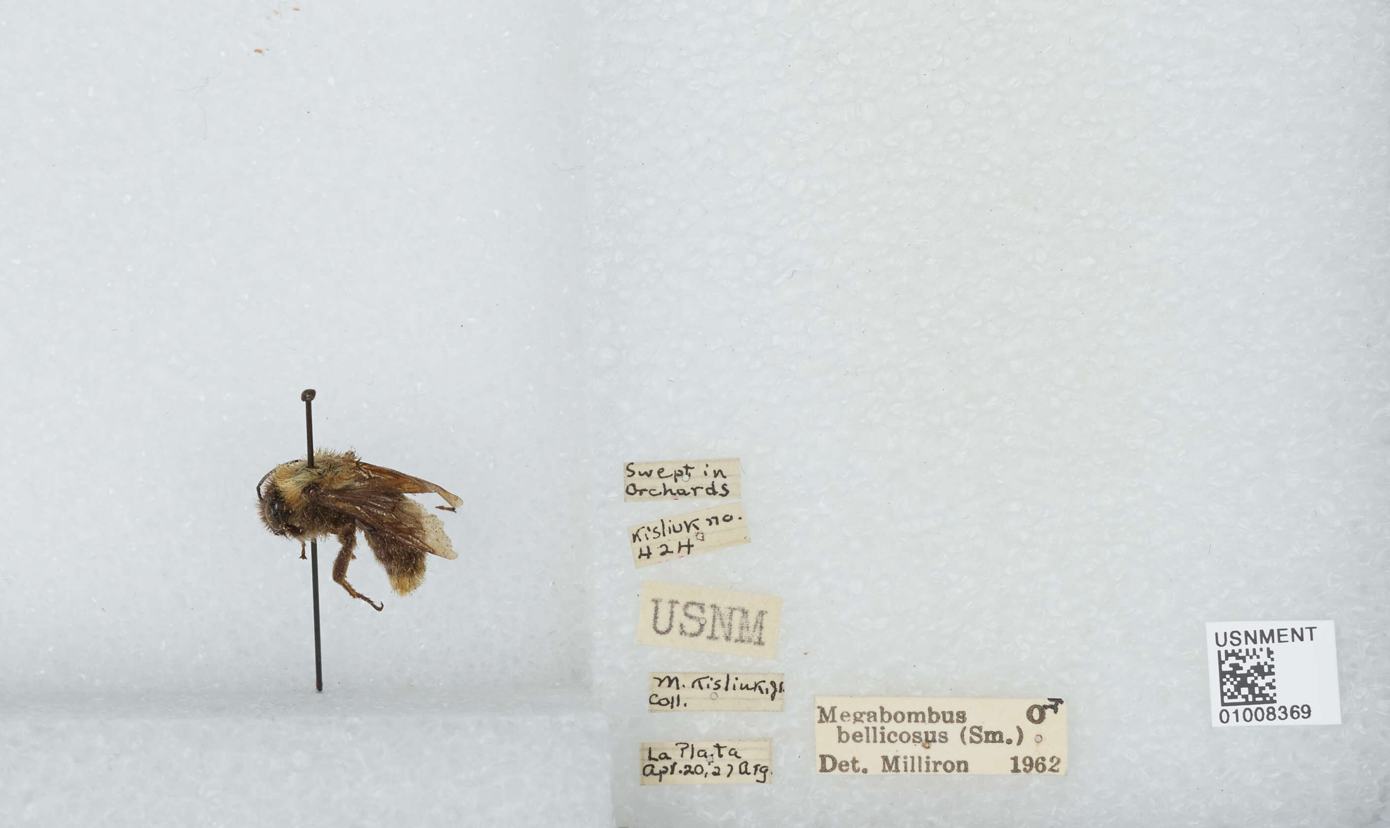 Imagem de Bombus bellicosus Smith 1879