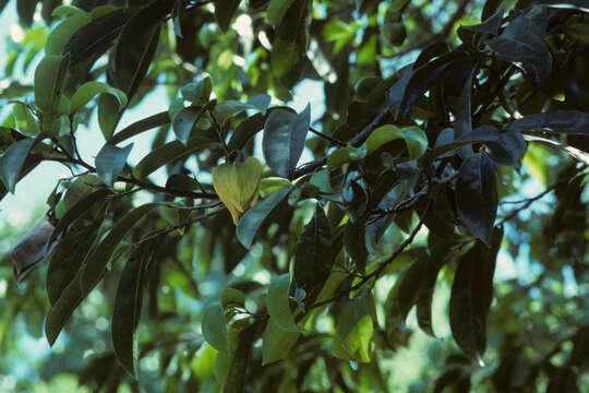 Image of soursop