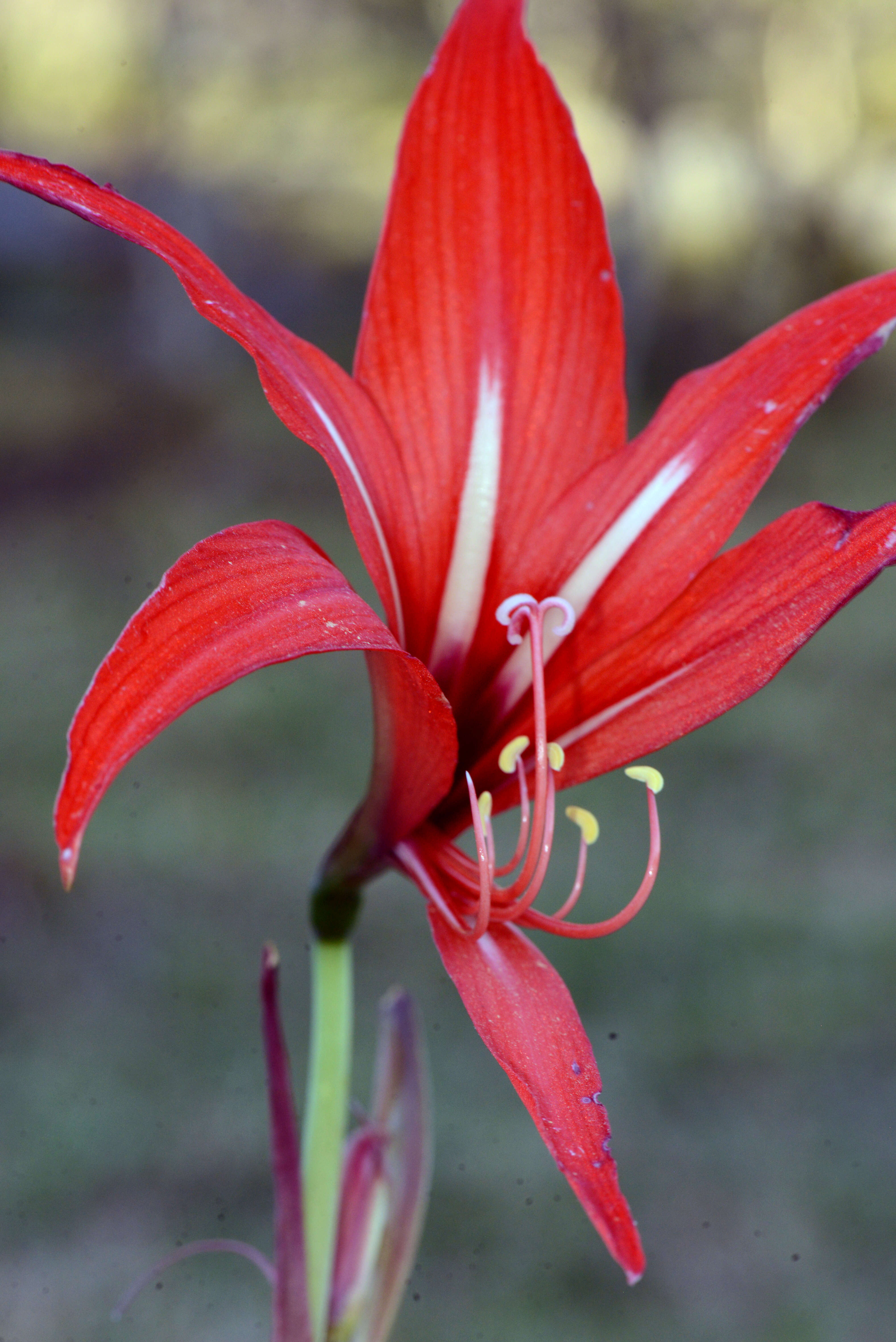 Image de Hippeastrum reginae (L.) Herb.