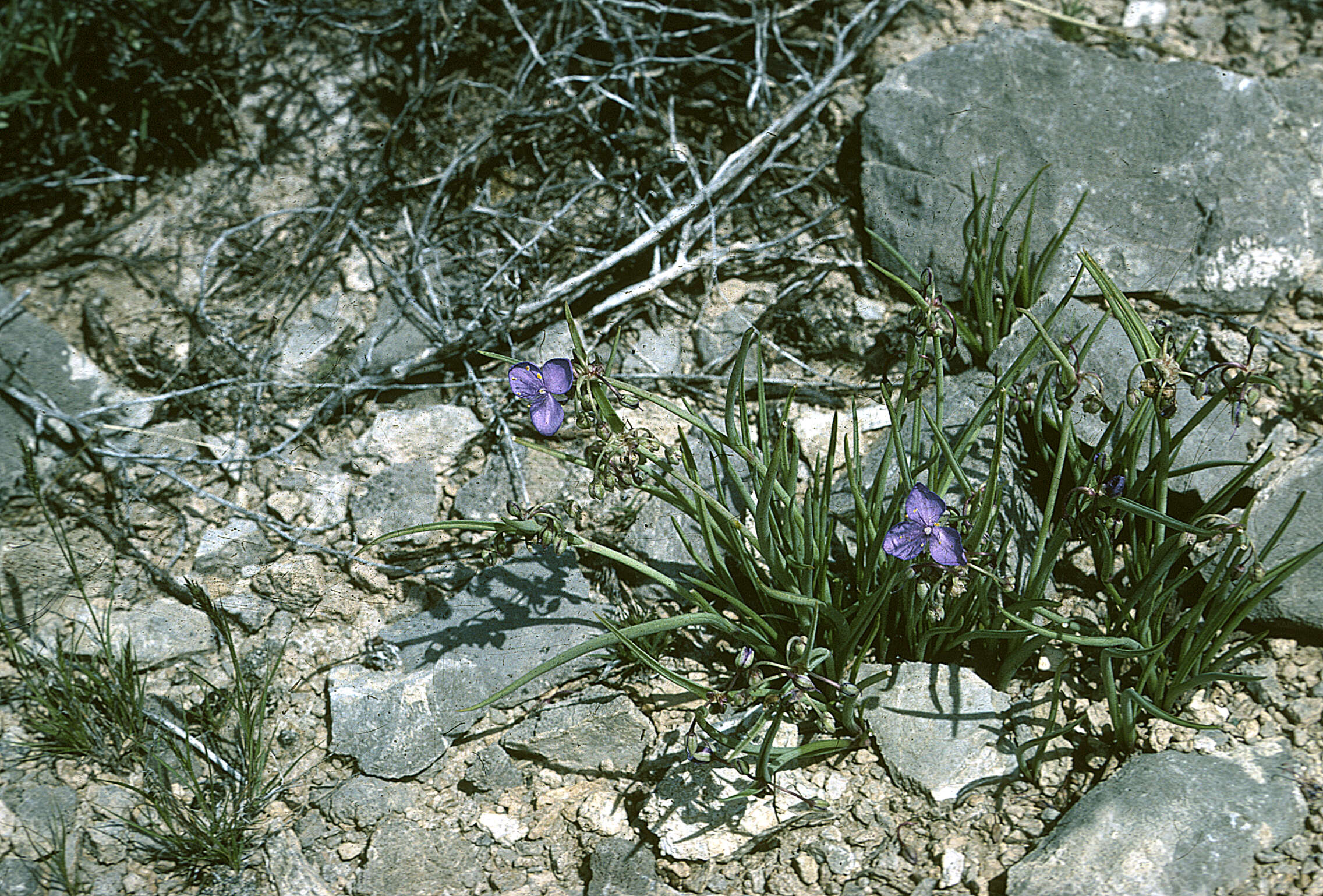 Image of Wright's Spiderwort