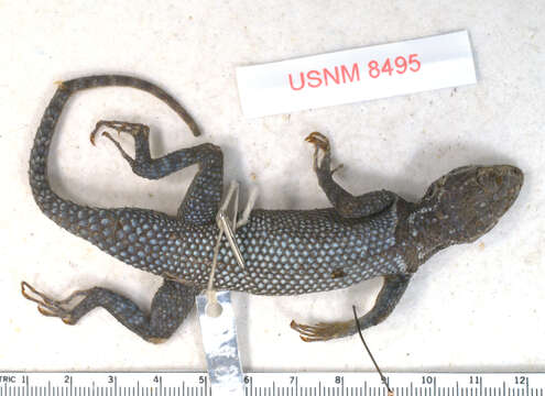 Image of Yarrow's Spiny Lizard