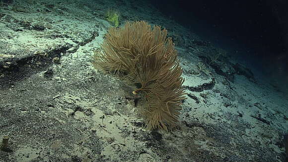 Image of Paracalyptrophora hawaiiensis Cairns 2009