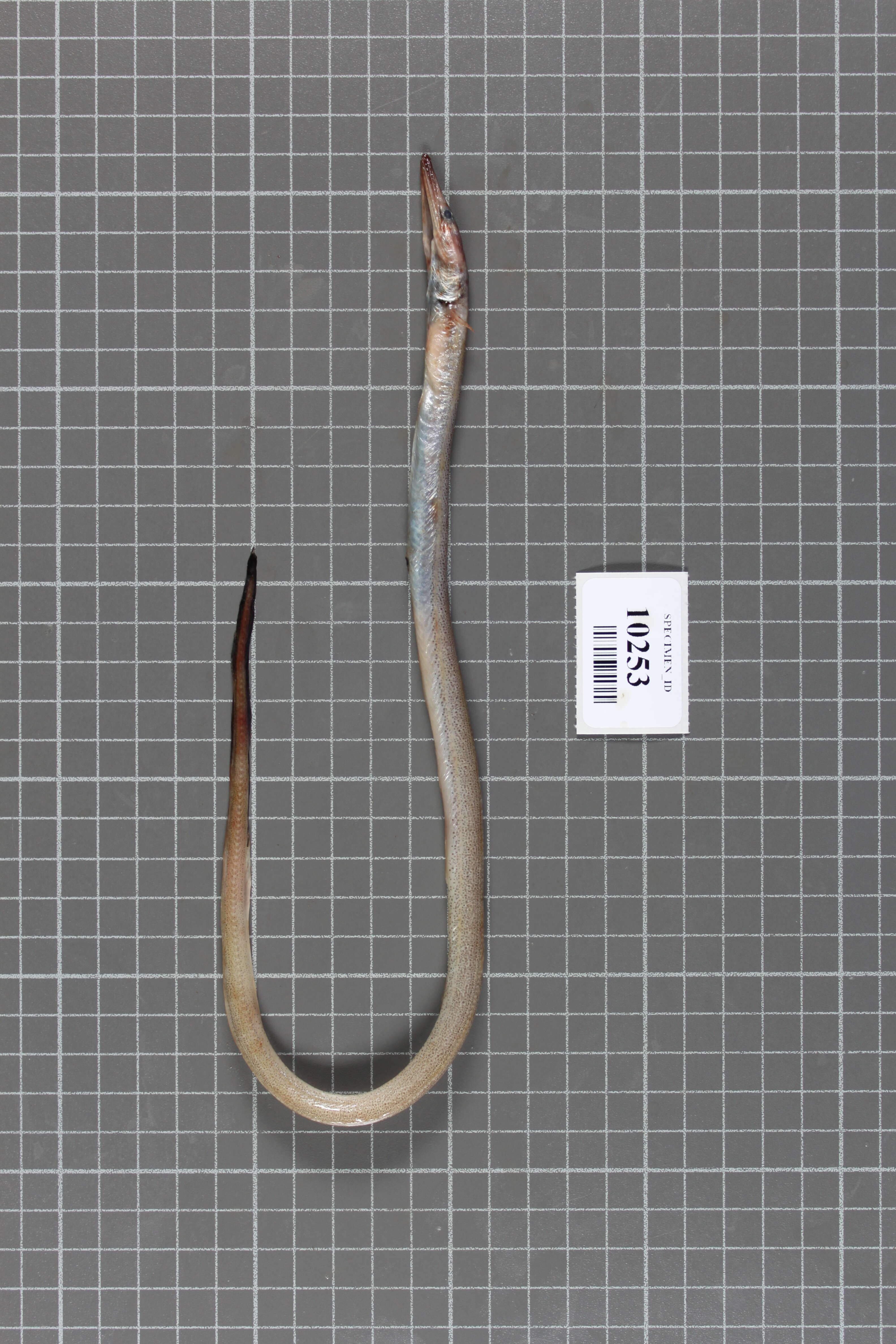 Image of Conger eel