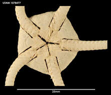 Ophiuroglypha lymani (Ljungman 1871) resmi