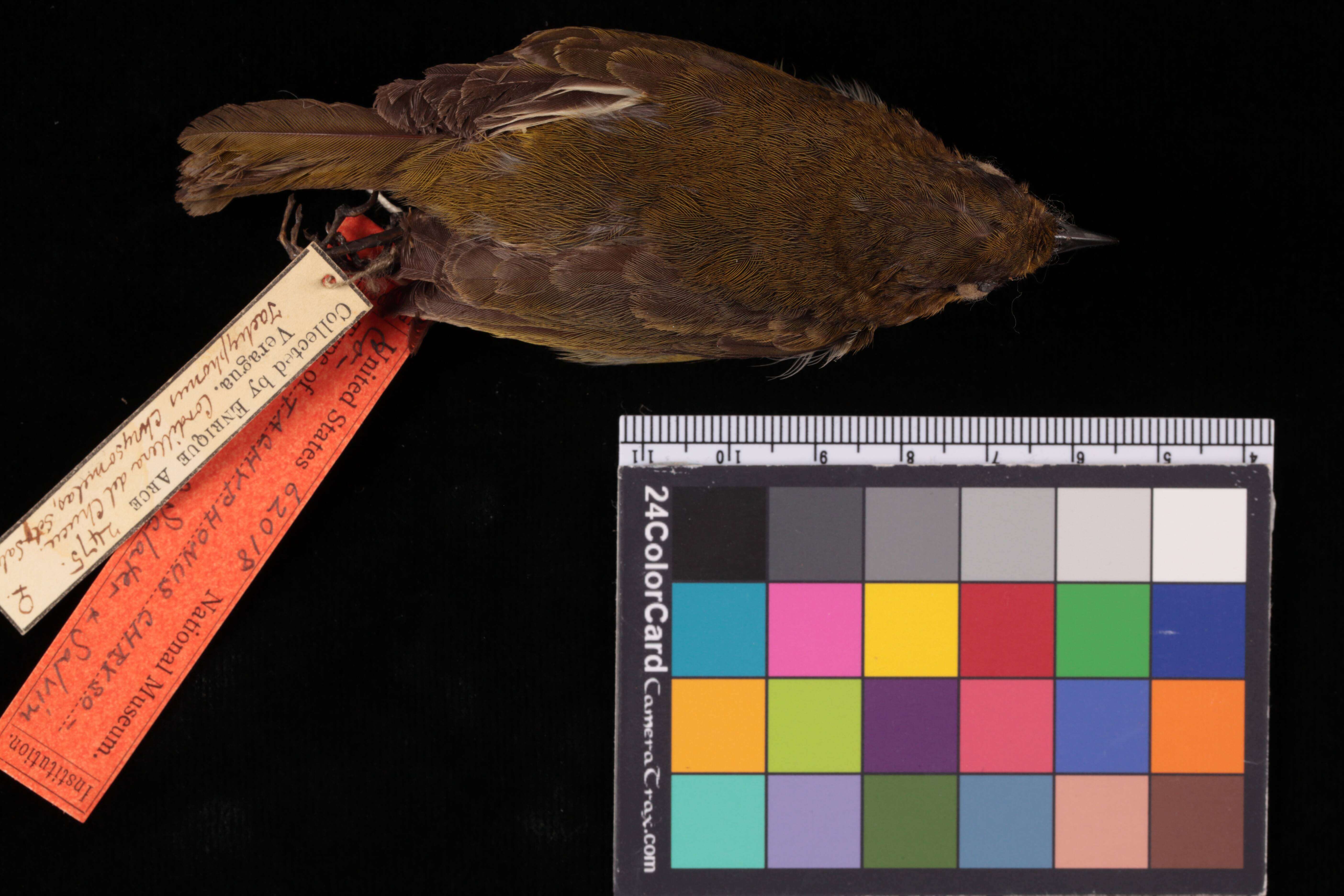 Image of Chrysothlypis chrysomelas chrysomelas (Sclater, PL & Salvin 1869)