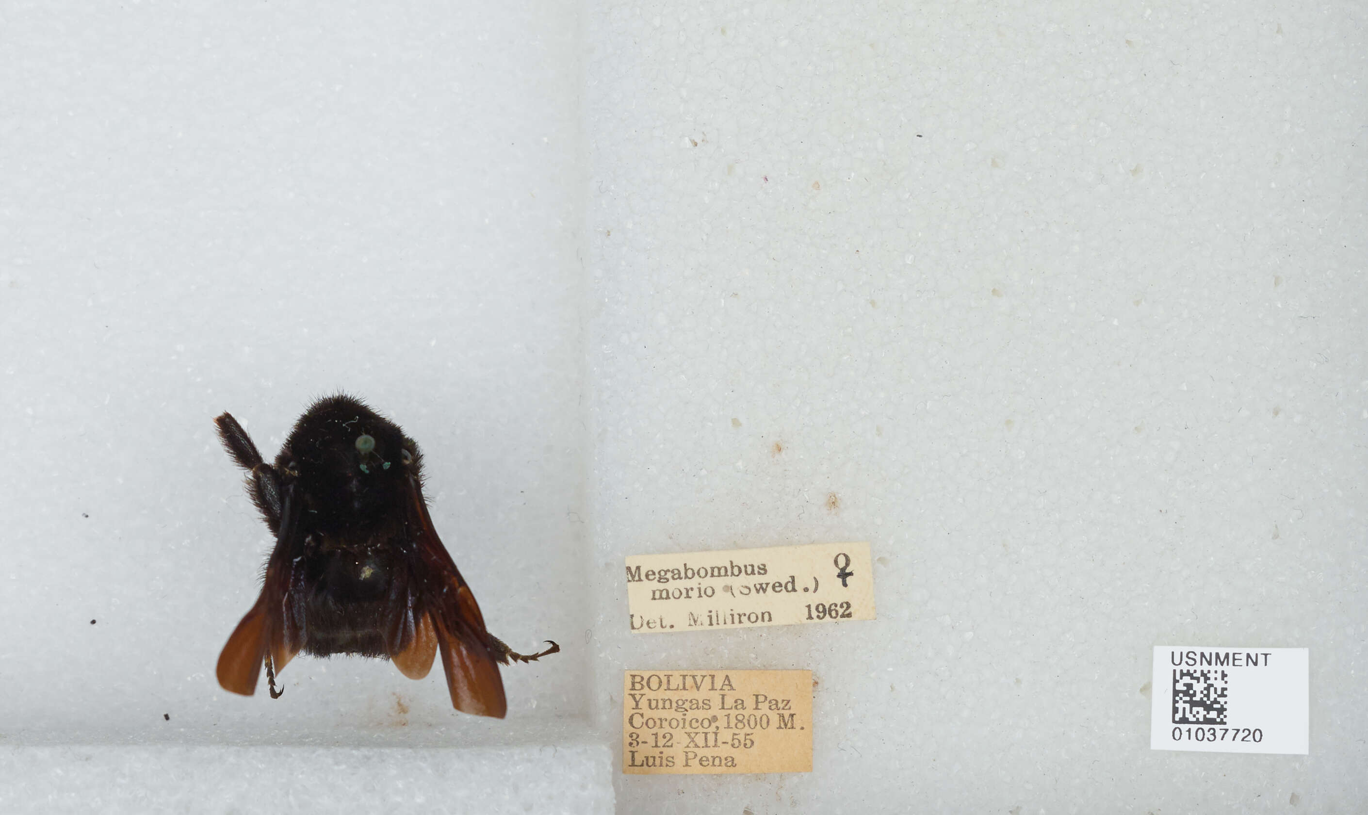 Image of Bombus morio (Swederus 1787)