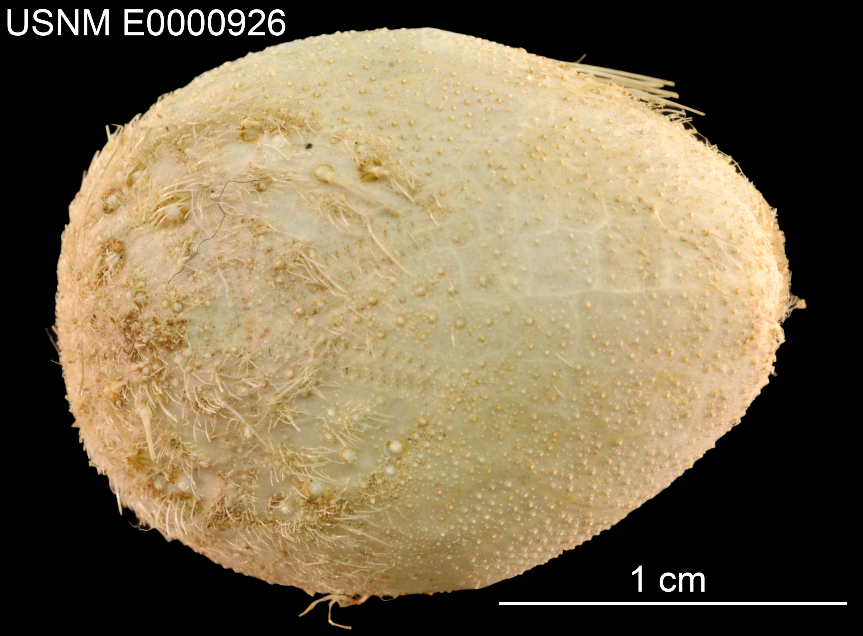 Image of Pycnolampas oviformis A. Agassiz & H. L. Clark 1907