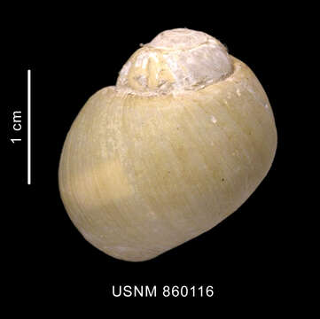 Image of Falsilunatia benthicola (Dell 1990)