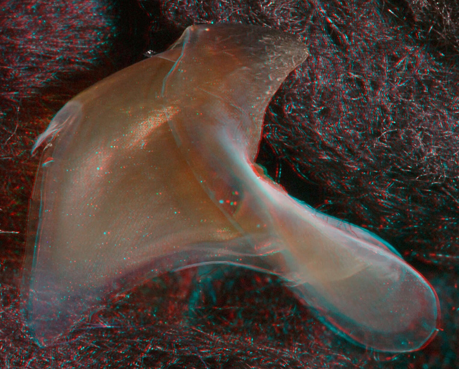 Image of arrow-finned squid