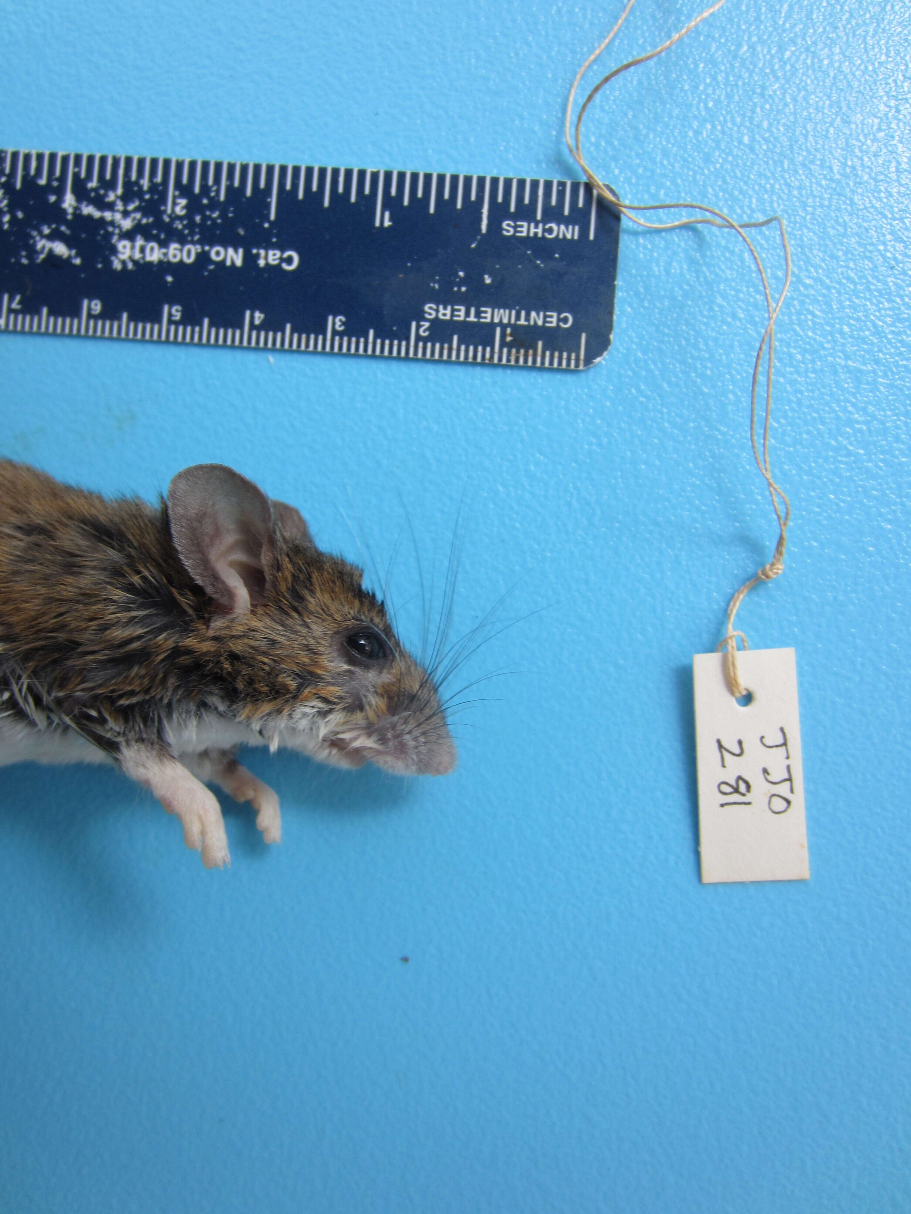 Image of White-footed Deermouse