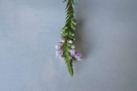 Image of obedient plant