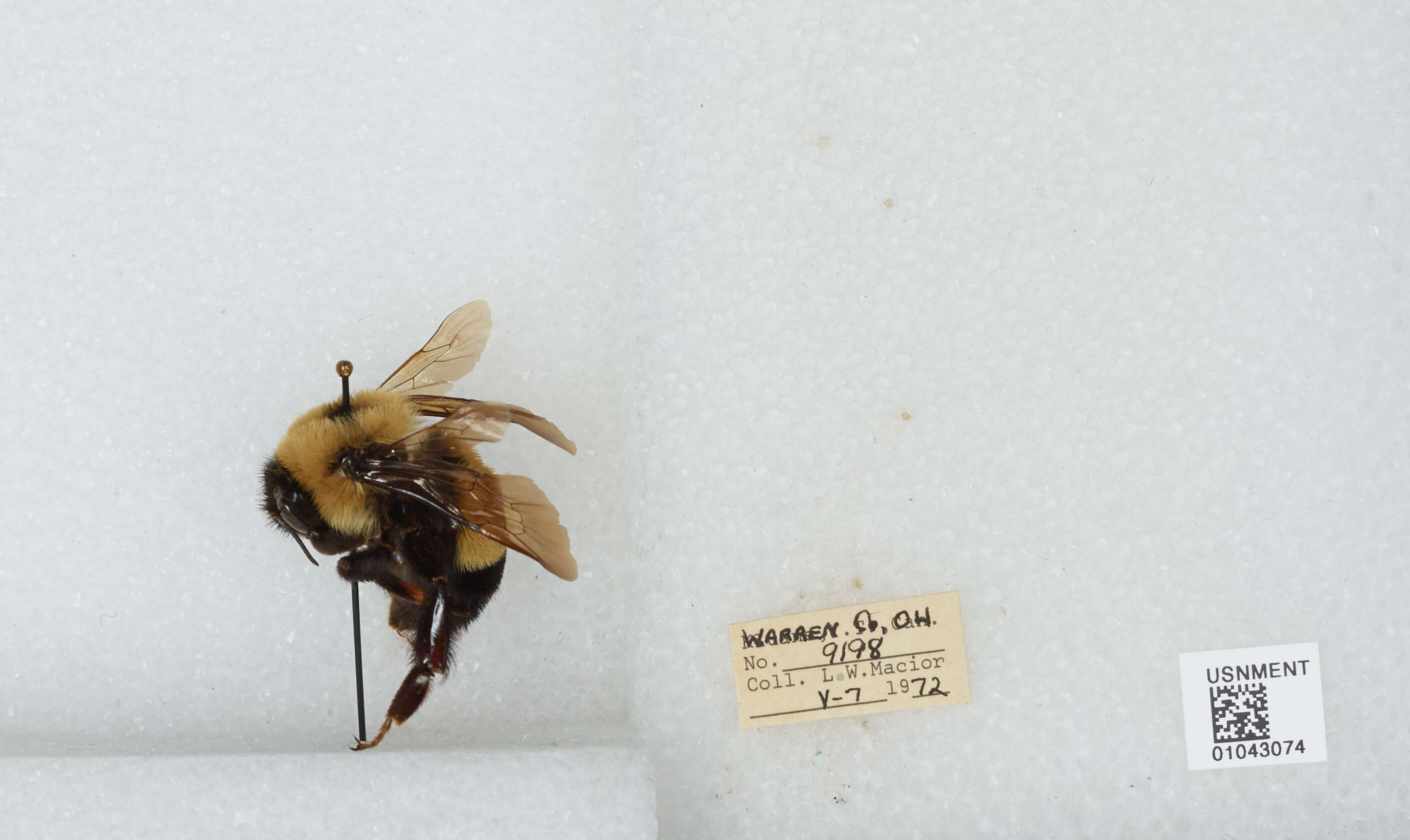 Слика од Bombus affinis Cresson 1864