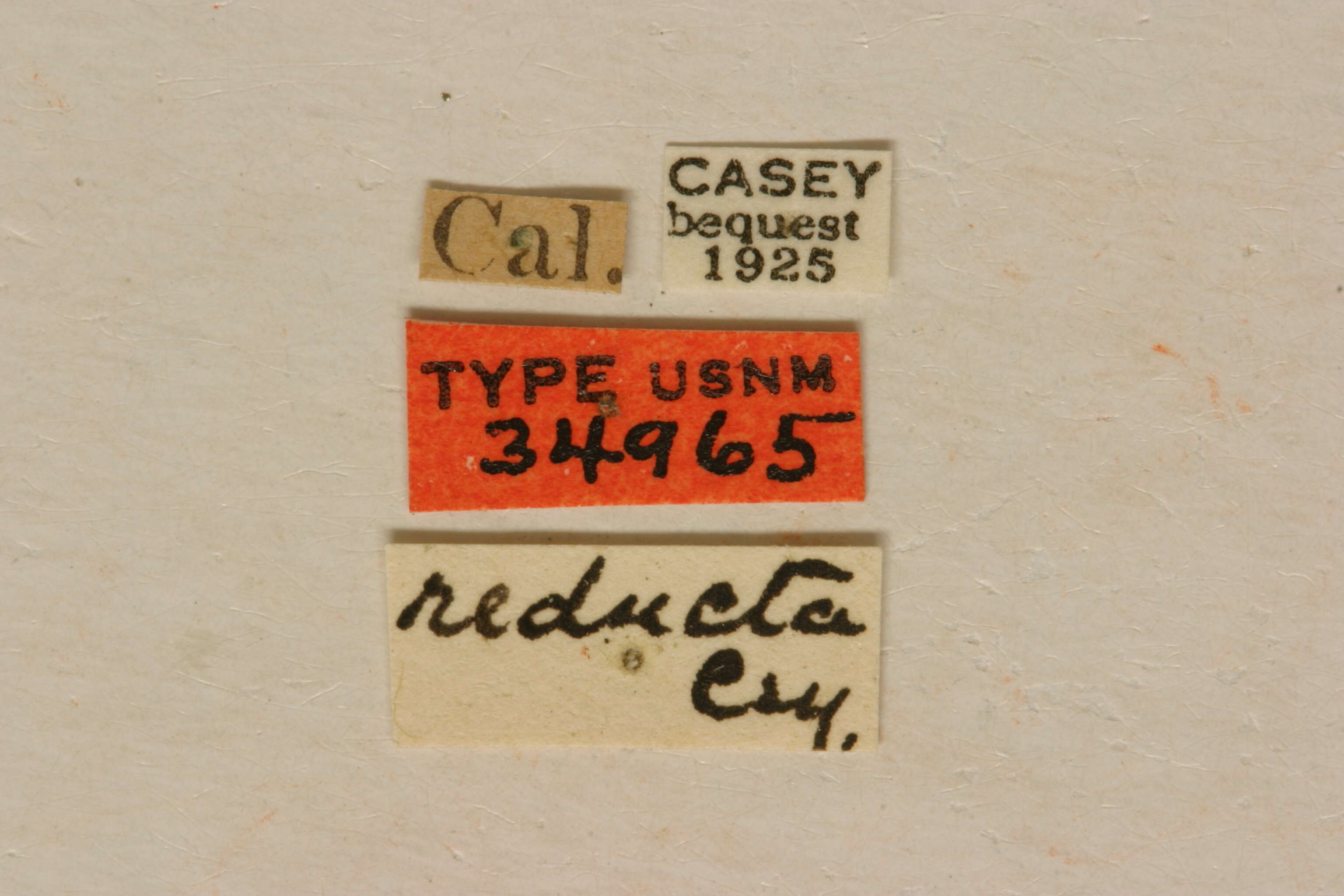 Image of Strophiona reducta Casey 1913