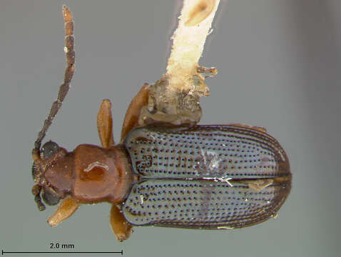 Image of Oulema (Hapsidolemoides) variabilis R. White 1993