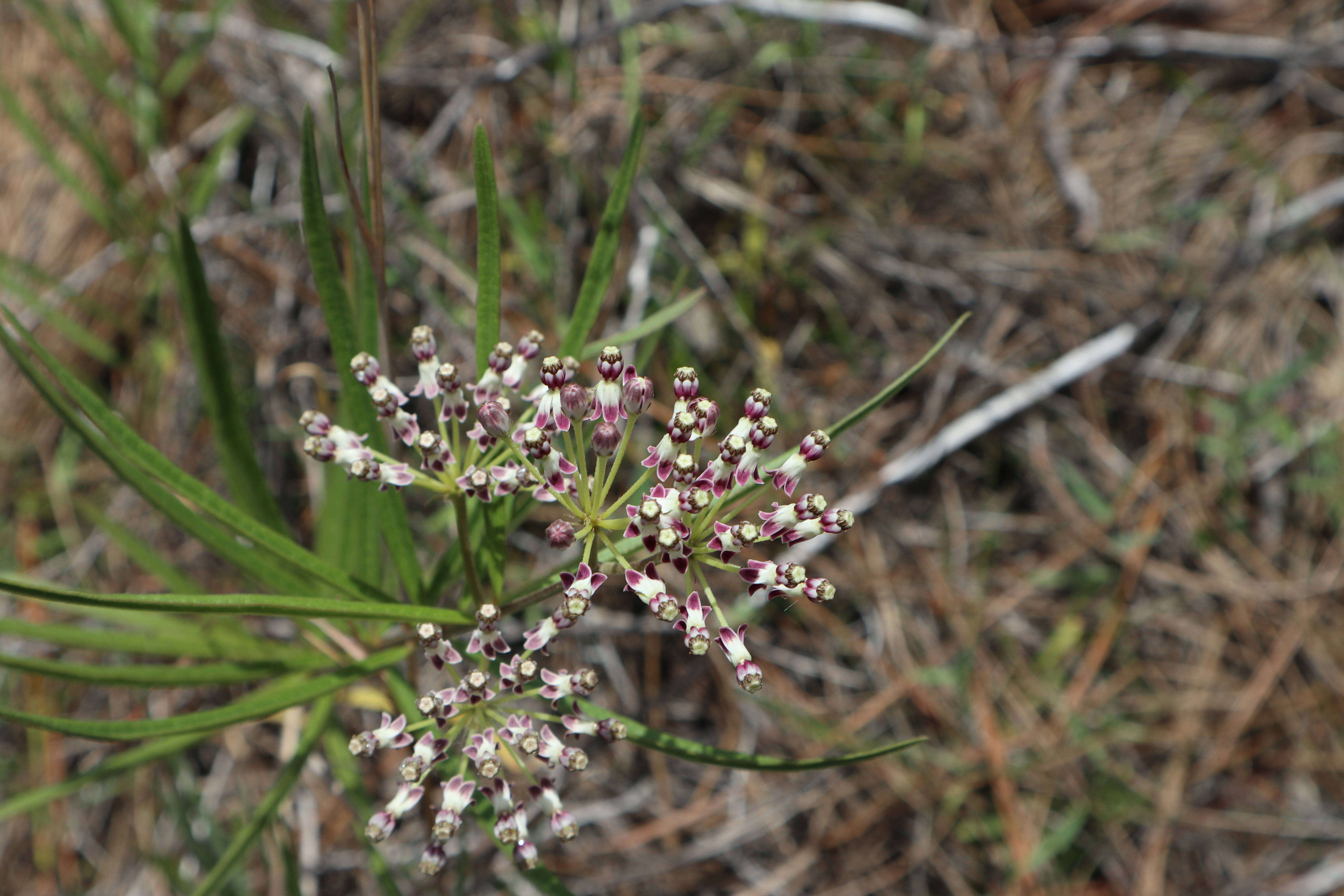 Image of longleaf milkweed