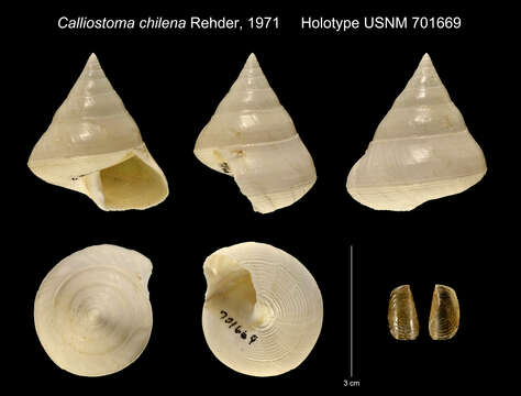 Image of Maurea chilena (Rehder 1971)