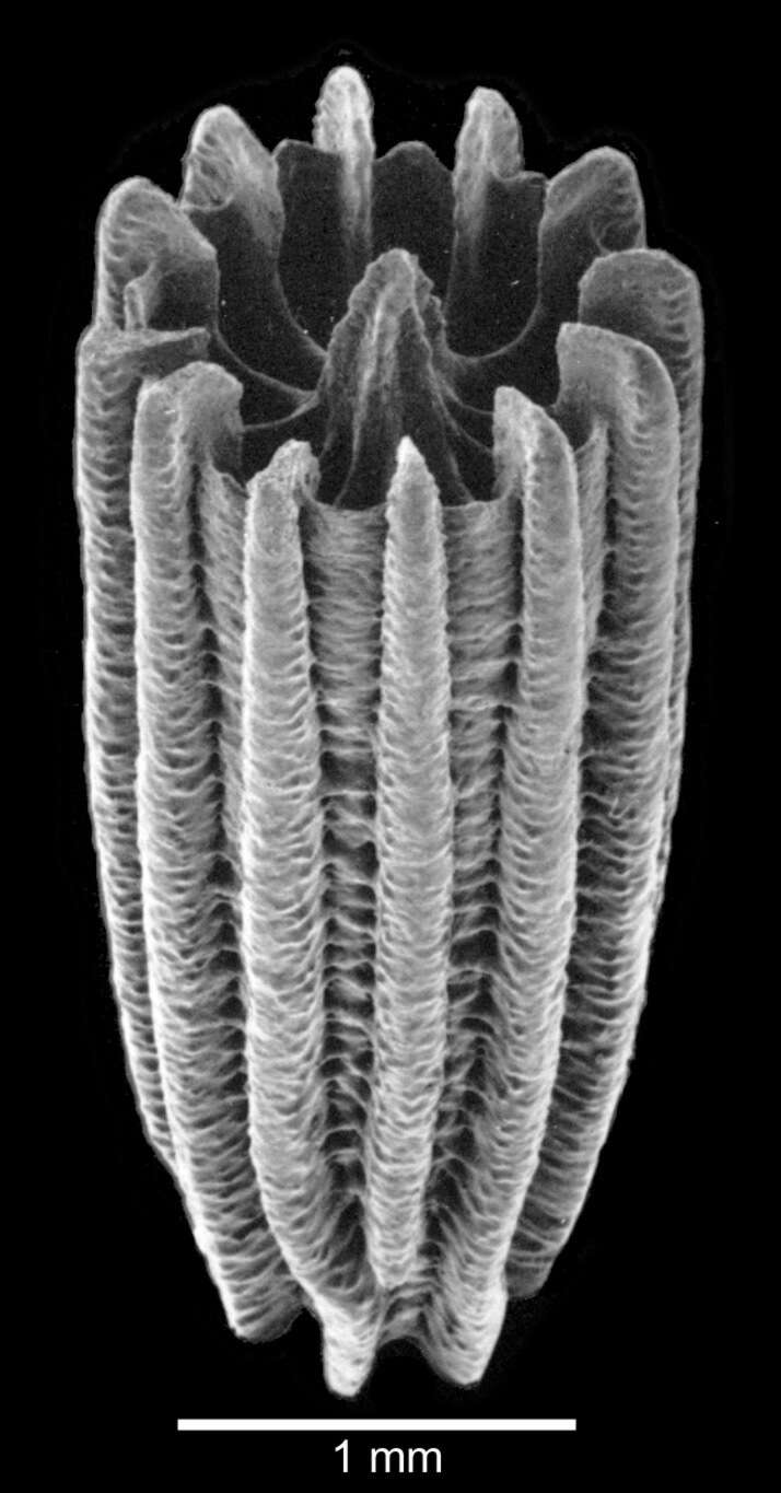 Image of Turbinolia stephensoni (Wells 1959)