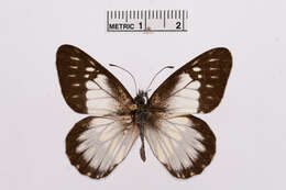 Image of Catasticta prioneris (Hopffer 1874)