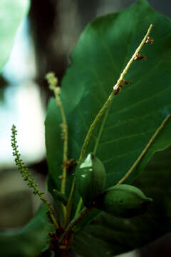 Image of tropical-almond