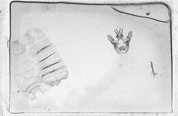 Image de Rifargia nebulosa Schaus 1910