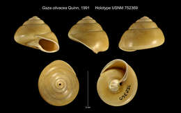 Image of Gaza olivacea Quinn 1991