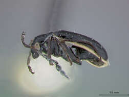 Image of Luperosoma Jacoby 1891