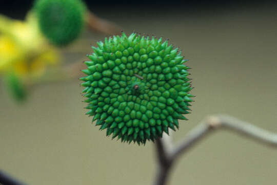 Image of Apeiba membranacea Spruce ex Benth.