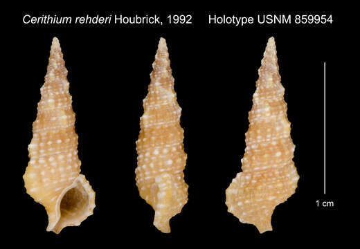 <i>Cerithium rehderi</i> resmi