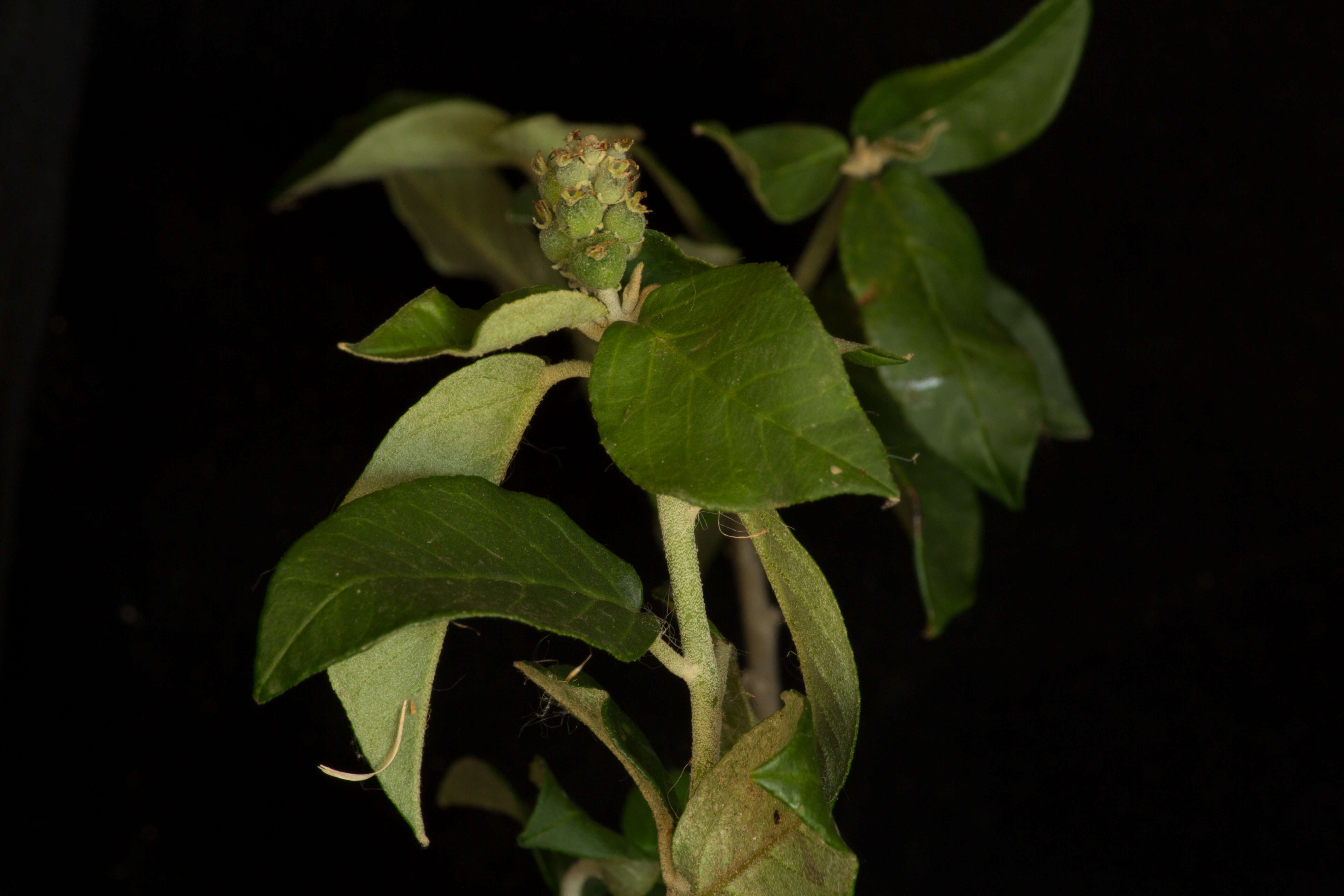 Image of Croton roxanae Croizat