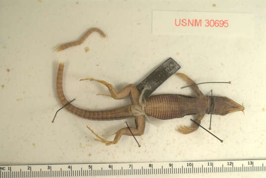 Image of Ameiva polops Cope 1862